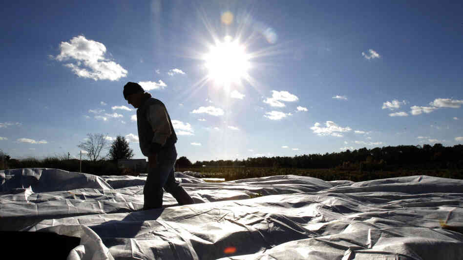 Todd Spangler checks on a ground cover used to protect plants from below freezing temperatures at Ka Todd Spangler checks on a ground cover used to protect plants from below freezing temperatures at Ka