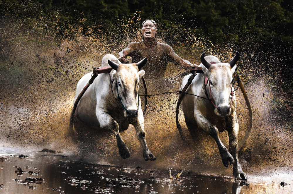 Finalist, people category: Buffalo race, Indonesia
