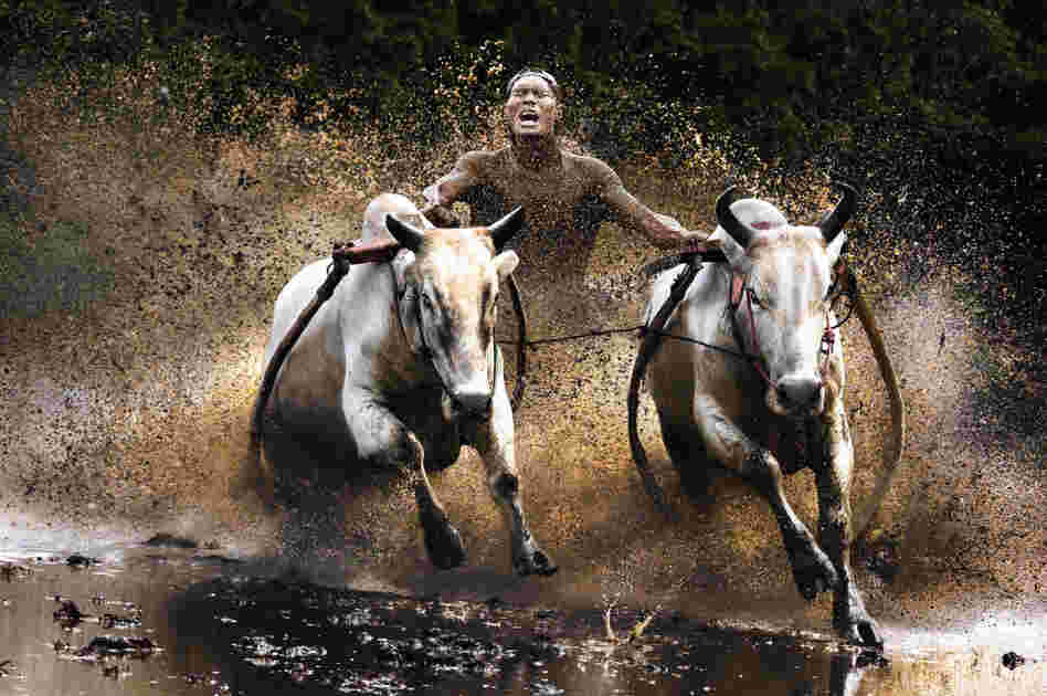 Finalist, people category: Buffalo race, Indonesia