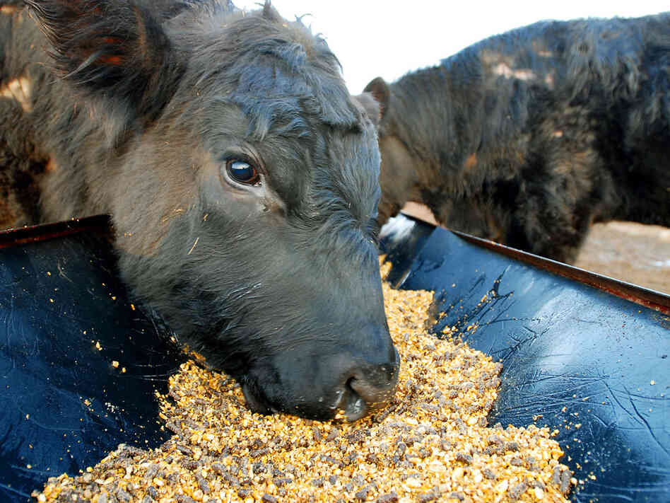 Maine-Anjou bulls eat a corn-based fattener feed in Owasso, Oklahoma. Rising corn prices have led to higher costs for farmers -- and more expensive beef. Maine-Anjou bulls eat a corn-based fattener feed in Owasso, Oklahoma. Rising corn prices have led to higher costs for farmers -- and more expensive beef.