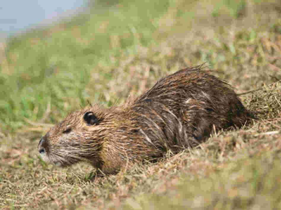 A nutria. A nutria.