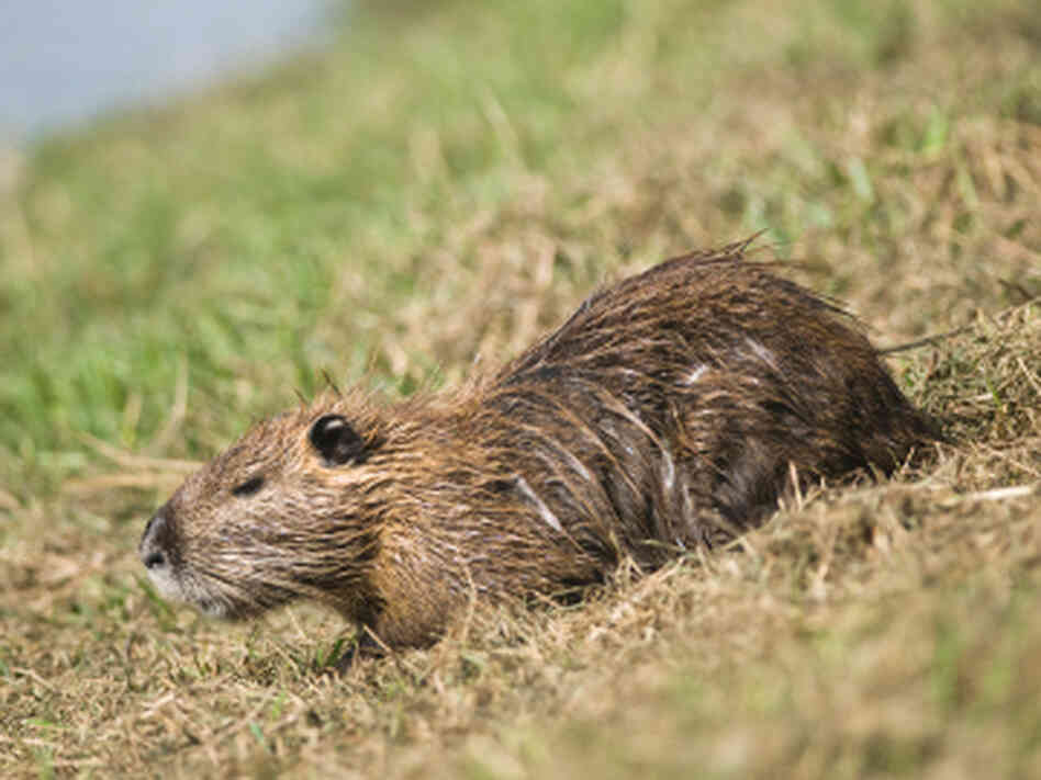 A nutria. A nutria.