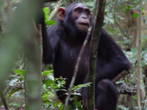 A 9-year-old female chimp carries a stick, seen just below her left arm. A 9-year-old female chimp carries a stick, seen just below her left arm.