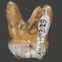 This tooth, which was also found in Denisova Cave, has a DNA structure similar to that of a finger bone, but a shape and physical structure very different from that of Neanderthals and modern humans. This leads researchers to believe that the Denisova are an evolutionarily distinct group. This tooth, which was also found in Denisova Cave, has a DNA structure similar to that of a finger bone, but a shape and physical structure very different from that of Neanderthals and modern humans. This leads researchers to believe that the Denisova are an evolutionarily distinct group.