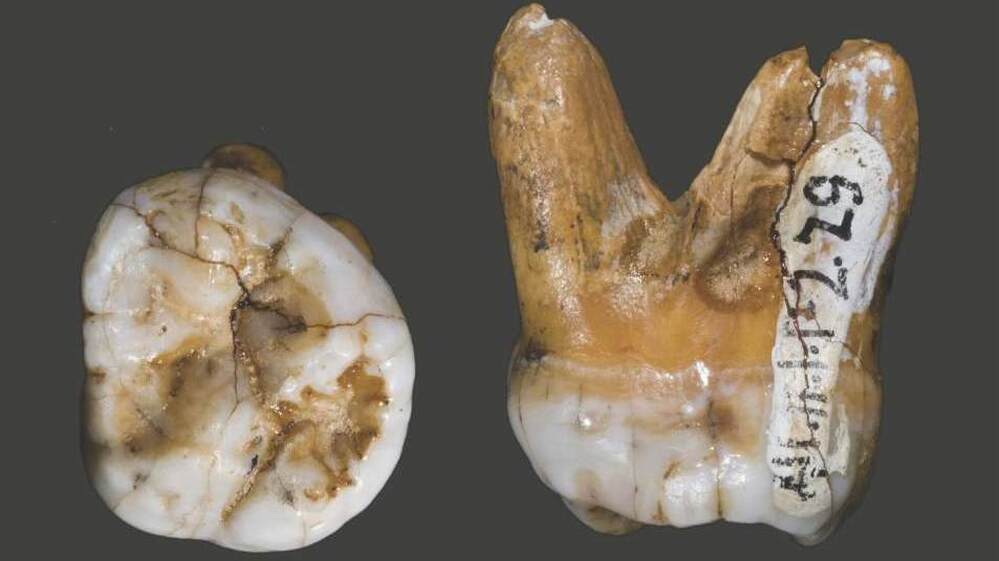 This tooth, which was also found in Denisova Cave, has a DNA structure similar to that of a finger bone, but a shape and physical structure very different from that of Neanderthals and modern humans. This leads researchers to believe that the Denisova are an evolutionarily distinct group.