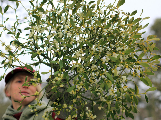 Helen Brent-Smith harvests mistletoe in the orchard at Day's Cottage Apple Orchard on Dec. 2 in Gloucestershire, England. Many mistletoe growers in the UK are gearing up for Christmas in spite of the severe weather still affecting many parts of the country.