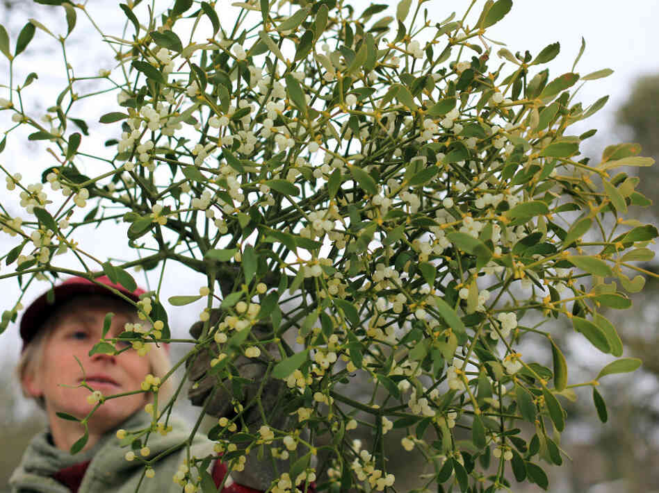 Helen Brent-Smith harvests mistletoe in the orchard at Day's Cottage Apple Orchard on Dec. 2 in Gloucestershire, England. Many mistletoe growers in the UK are gearing up for Christmas in spite of the severe weather still affecting many parts of the country.