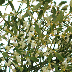 Helen Brent-Smith harvests mistletoe in the orchard at Day's Cottage Apple Orchard on Dec. 2 in Gloucestershire, England. Many mistletoe growers in the UK are gearing up for Christmas in spite of the severe weather still affecting many parts of the country.