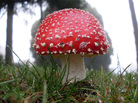 The hallucinogenic mushroom Amanita muscaria. The hallucinogenic mushroom Amanita muscaria.