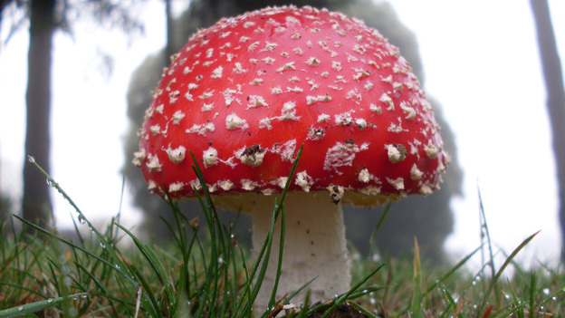 The hallucinogenic mushroom Amanita muscaria.