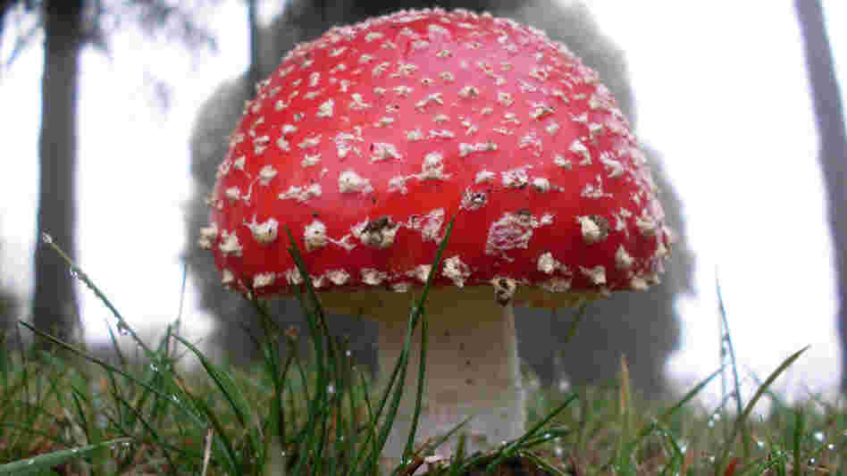 The hallucinogenic mushroom Amanita muscaria. The hallucinogenic mushroom Amanita muscaria.