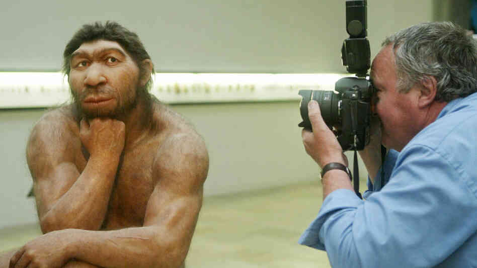 A Neanderthal sculptural model being photographed. A Neanderthal sculptural model being photographed.