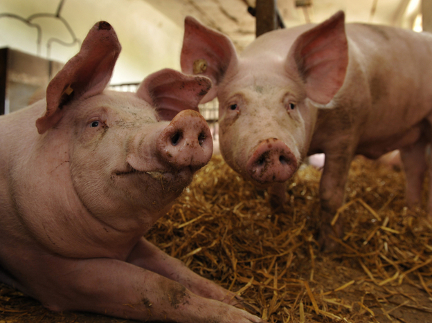 The next pandemic flu virus could come from pigs, but are we monitoring their health closely enough?