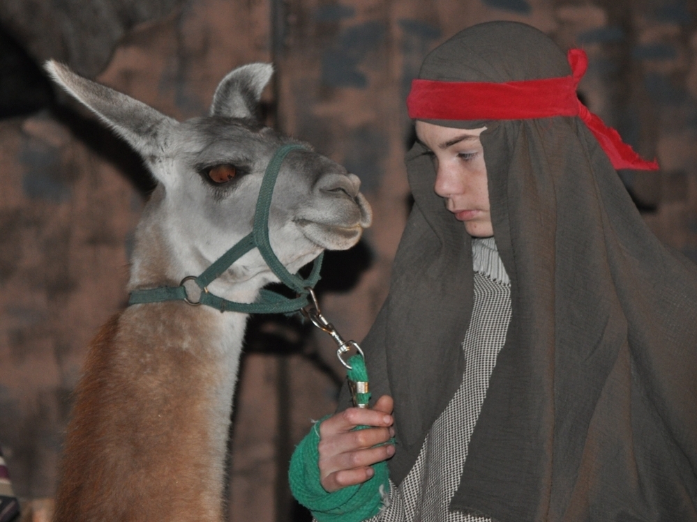 This year during the living nativity at First United Methodist Church in Johnson City, Texas, Joseph led in a miniature donkey. 