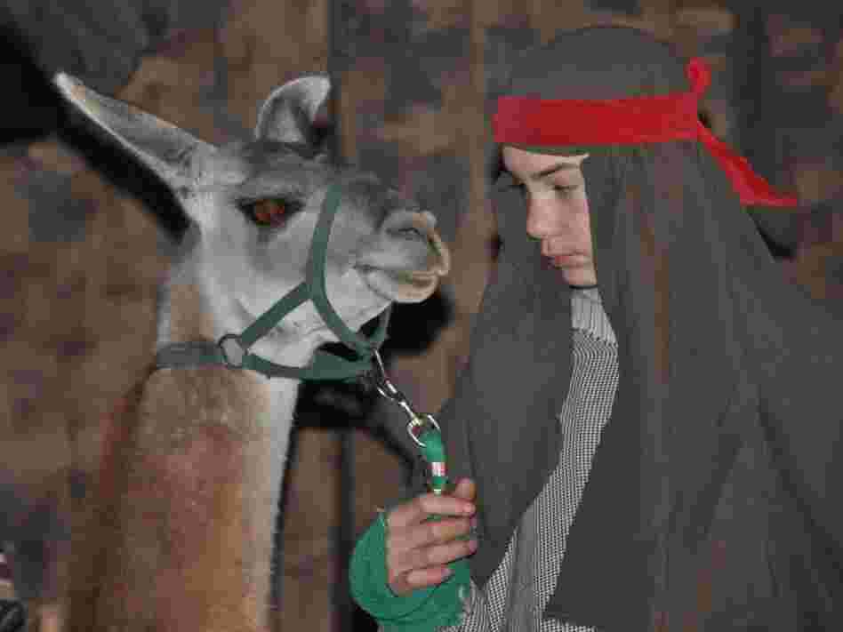 This year during the living nativity at First United Methodist Church in Johnson City, Texas, Joseph led in a miniature donkey. 
