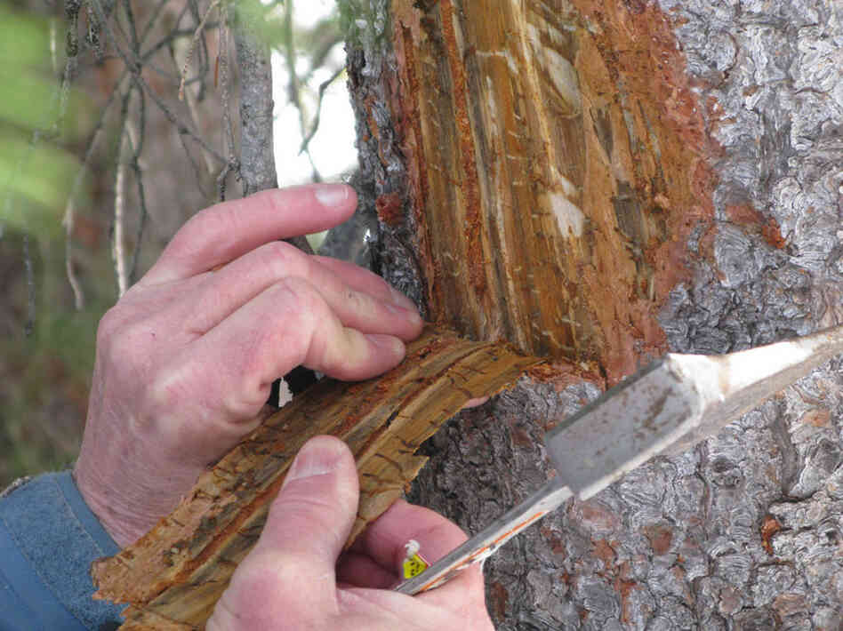 Logan hacks into a tree that was killed this winter, revealing countless translucent larvae and some adult beetles. If enough beetles attack, they can cut off a tree's circulatory system. Then beetles lay eggs in the tree's inner bark, which is called the phloem.