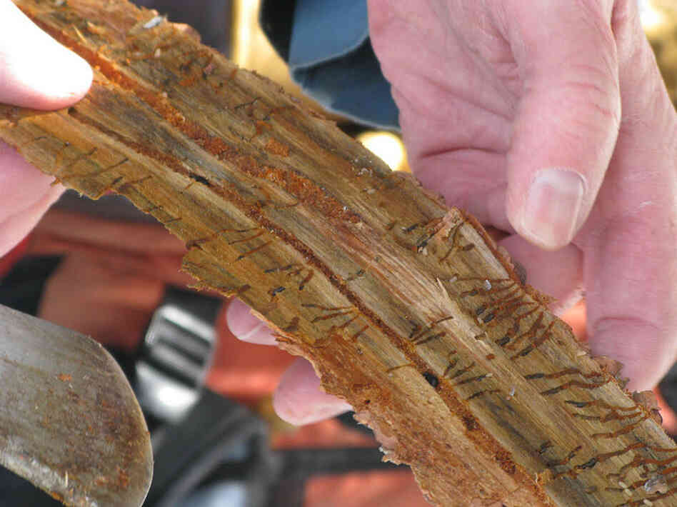 The horizontal tunnels in the inner bark show the tracks of feeding larvae. Those immature beetles will grow up to attack other trees this year.