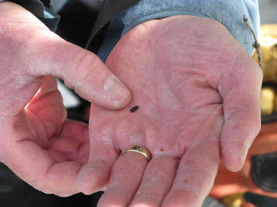 The mountain pine beetle infects other types of pine trees, but the bitter winter weather at the high elevations where whitebarks grow used to be too harsh for them. Several consecutive warm years have given the beetles a chance to thrive.
