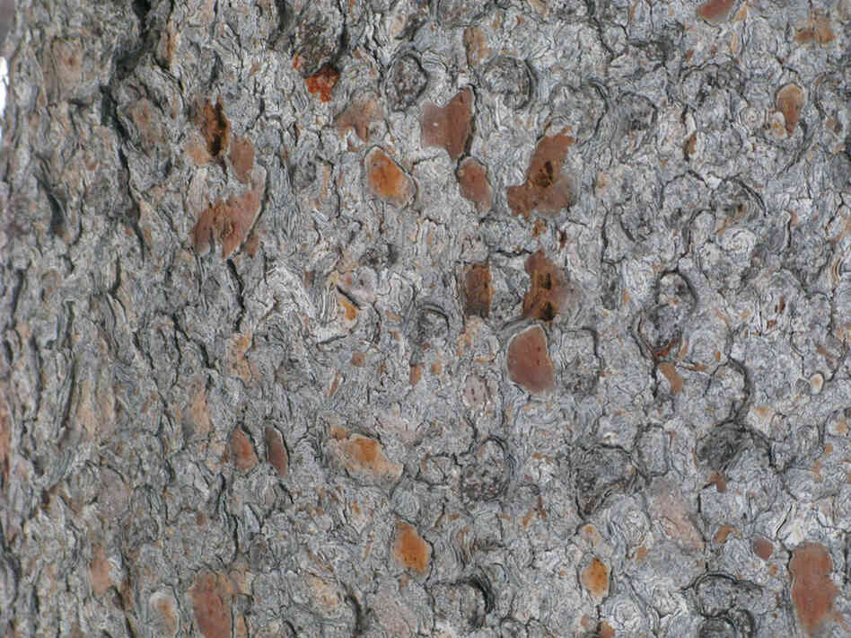 An infected tree looks like it has a bad case of pimples. Whitebark pines are majestic, slow-growing trees that are only found at elevations above about 8,500 feet. The stands across the Northern Rockies are hundreds of years old. Tiny mountain pine beetles can kill them in one year.
