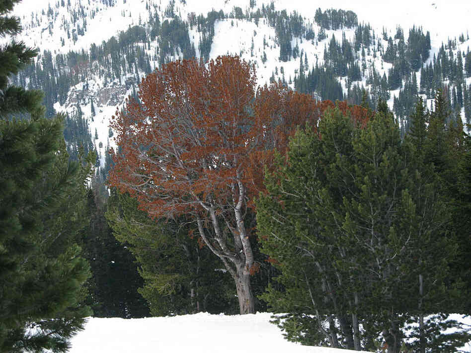 Dead trees turn red, and, once the needles fall off, they turn gray. Red and gray whitebark forests have become common scenery on the high mountain slopes of Yellowstone, the Tetons and much of the U.S. Northern Rockies.