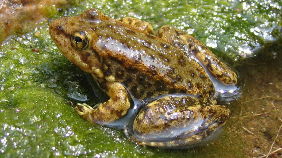 This young mountain yellow-legged frog, seen in San Bernardino County, Calif., is less than 1 1/2 inches long. Adults measure about 2 to 3 inches long. Scientists are trying to revive the frog population that has been decimated by drought, fire and diseases. This young mountain yellow-legged frog, seen in San Bernardino County, Calif., is less than 1 1/2 inches long. Adults measure about 2 to 3 inches long. Scientists are trying to revive the frog population that has been decimated by drought, fire and diseases.