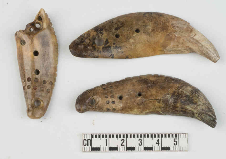 The discovery of incisor teeth from grizzly bears, which are not native to Indiana, shows that Hopewell residents of the Mann Site had contact with the North American West, where grizzly bears are more common.