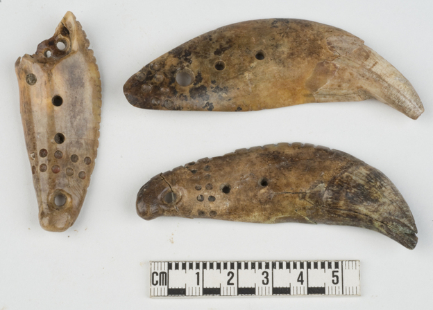 The discovery of incisor teeth from grizzly bears, which are not native to Indiana, shows that Hopewell residents of the Mann Site had contact with the North American West, where grizzly bears are more common.