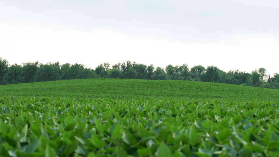 The Mann Site in Evansville, Ind., boasts around 20 mounds built by the Hopewell Tradition, a way of life that flourished in the Eastern and Midwestern U.S. nearly 2,000 years ago. The Mann Site in Evansville, Ind., boasts around 20 mounds built by the Hopewell Tradition, a way of life that flourished in the Eastern and Midwestern U.S. nearly 2,000 years ago.