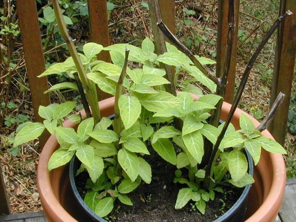 The humble salvia plant has drawn attention from pharmacologists, both recreational and professional.