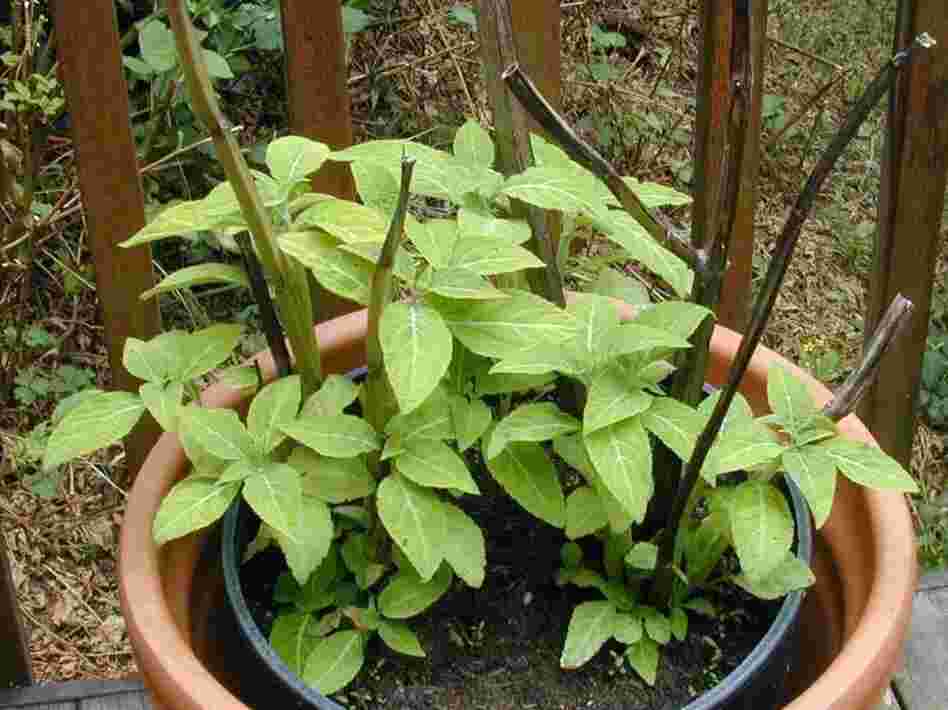 The humble salvia plant has drawn attention from pharmacologists, both recreational and professional.