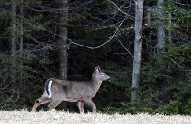 A white-tailed deer browses at the edge of a farm field in Brunswick, Maine.