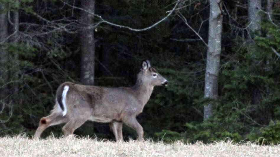 A white-tailed deer browses at the edge of a farm field in Brunswick, Maine.