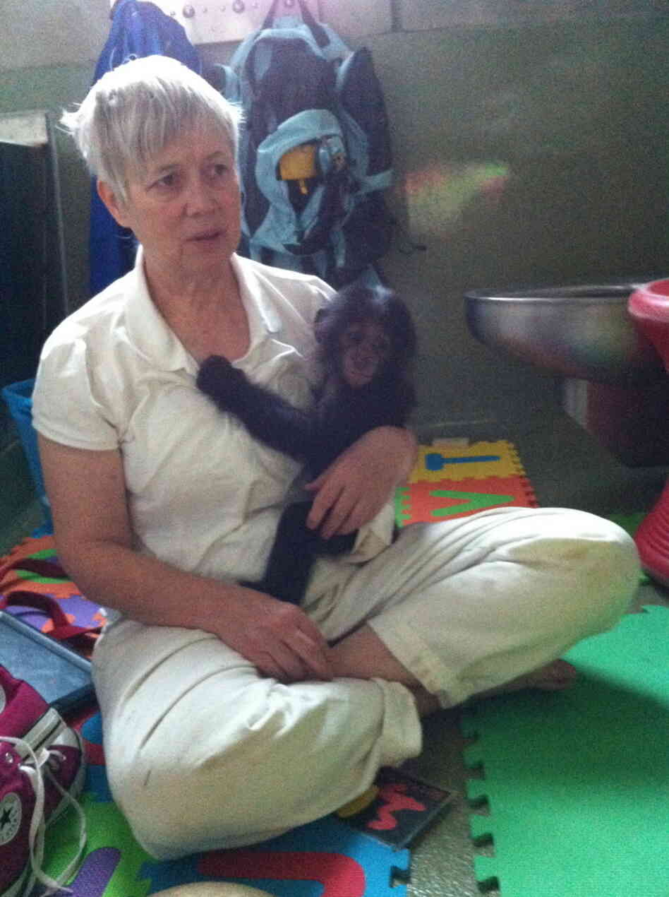 Hanging out with Sue and Teco at the Great Ape Trust. 