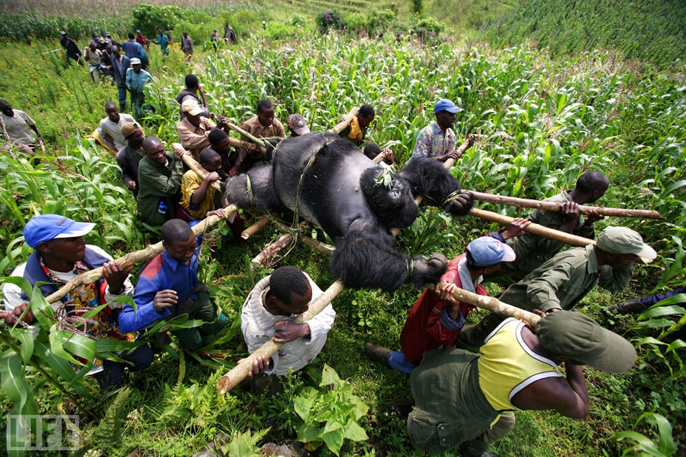 The story of threatened wildlife is not news. But this photograph and many others in recent years have made it clear exactly what is at stake. 