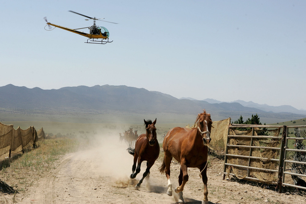 In this 2005 file photo, the BLM uses helicopters to round up wild horses in Nevada.