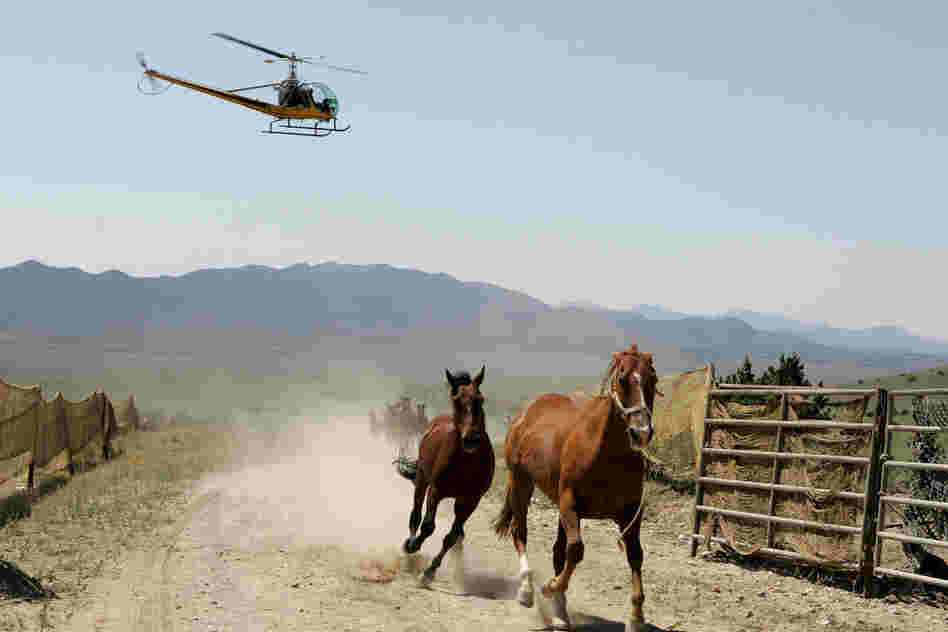 In this 2005 file photo, the BLM uses helicopters to round up wild horses in Nevada.