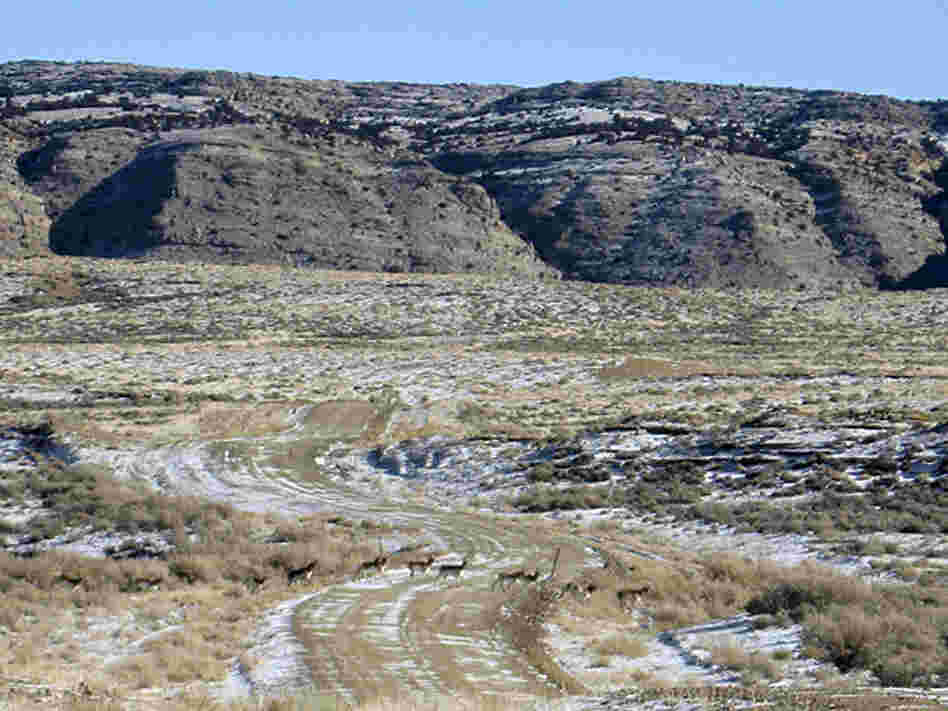 Pronghorn antelope cross a rural Wyoming road south of Rock Springs, near a Bureau of Land Management lease sale challenged by the Wyoming Wildlife Federation.