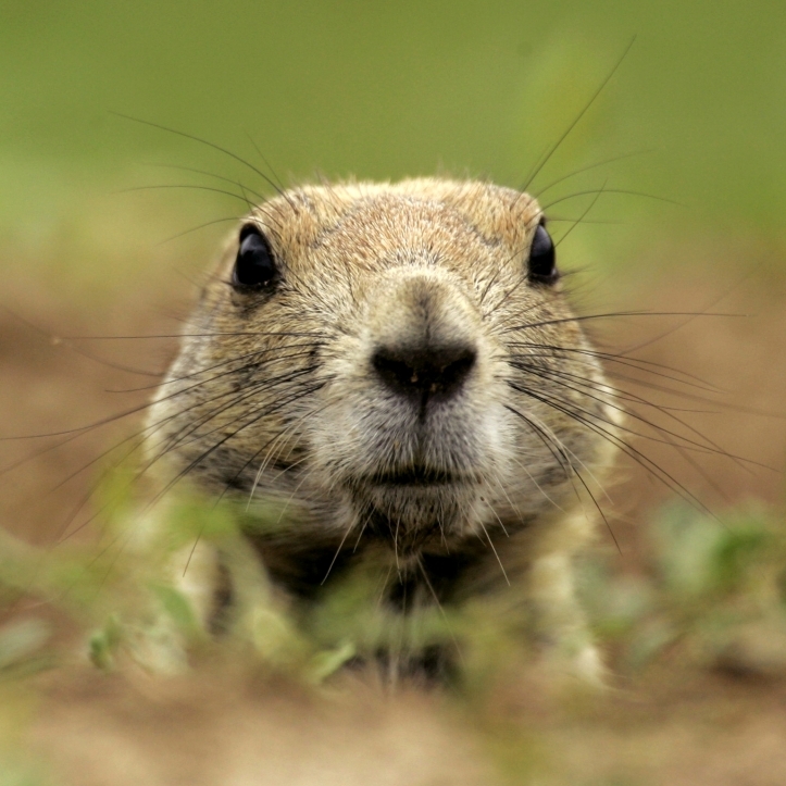 A black-tailed prairie dog peers out of its burrow.