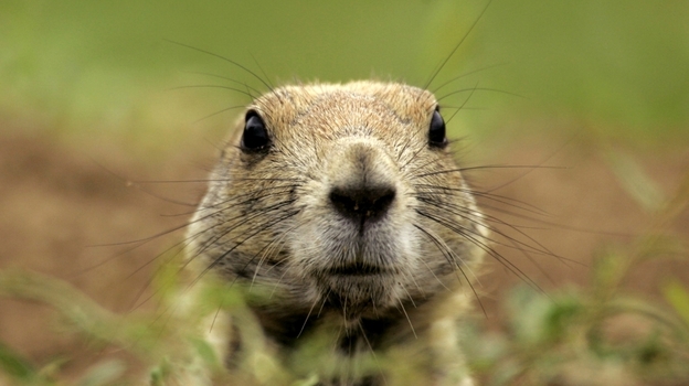 A black-tailed prairie dog peers out of its burrow. A black-tailed prairie dog peers out of its burrow.