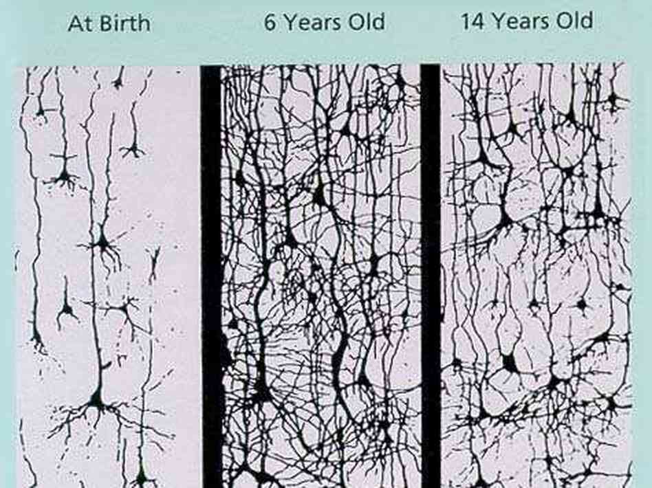 Synaptic Exuberence– Birth at 6 and at 14 Synaptic Exuberence– Birth at 6 and at 14