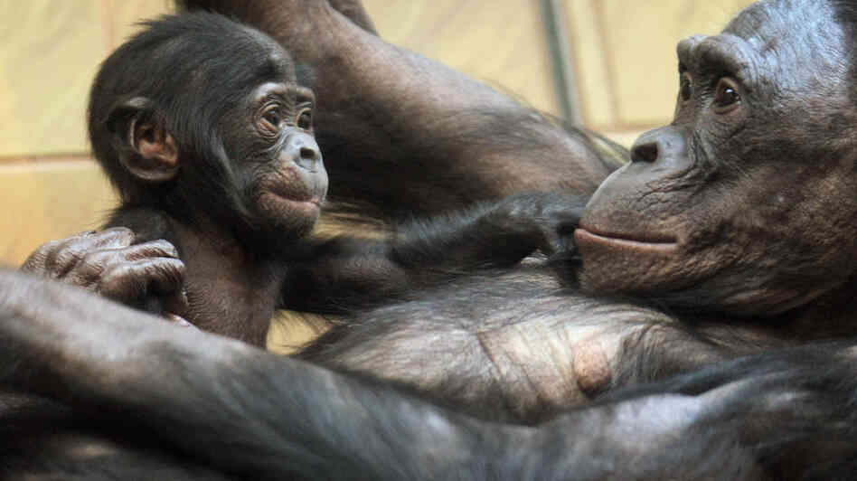 A three-month-old baby bonobo plays with its mother at a zoo in Frankfurt in 2008. A newborn ape typically weighs about 3 percent of what its mother weighs. A three-month-old baby bonobo plays with its mother at a zoo in Frankfurt in 2008. A newborn ape typically weighs about 3 percent of what its mother weighs.