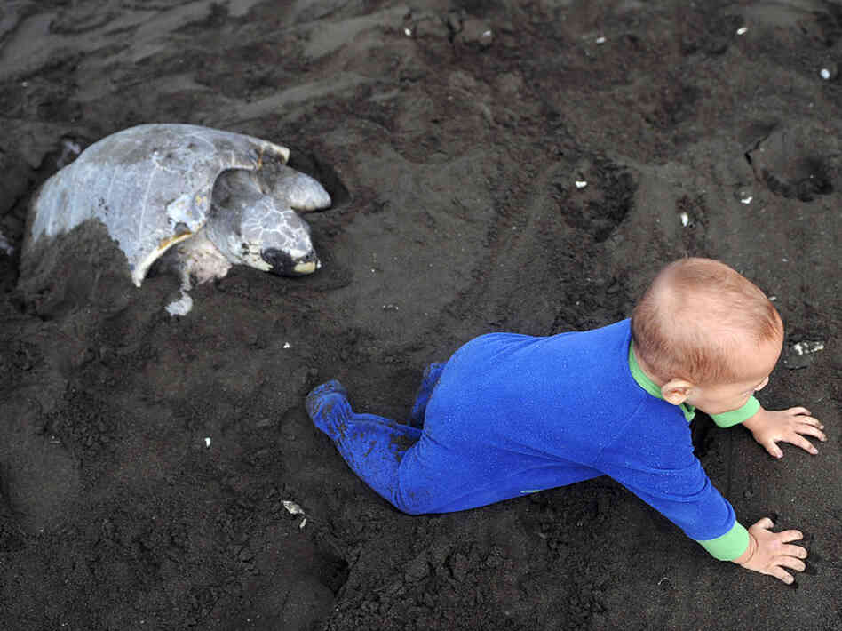 A human baby typically weighs about 6 percent of what its mother weighs. Large, helpless infants required more care from adults and may have contributed to the creation of stable communities. This baby, seen on a beach in Costa Rica, crawls next to an olive ridley sea turtle. A human baby typically weighs about 6 percent of what its mother weighs. Large, helpless infants required more care from adults and may have contributed to the creation of stable communities. This baby, seen on a beach in Costa Rica, crawls next to an olive ridley sea turtle.