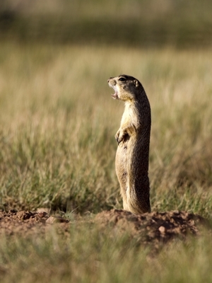 A chirping Gunnison's prairie dog