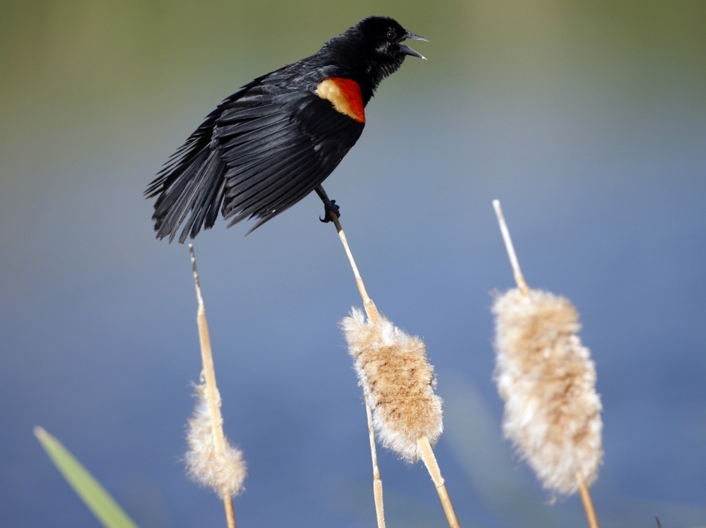 A red-winged blackbird on a cattail.