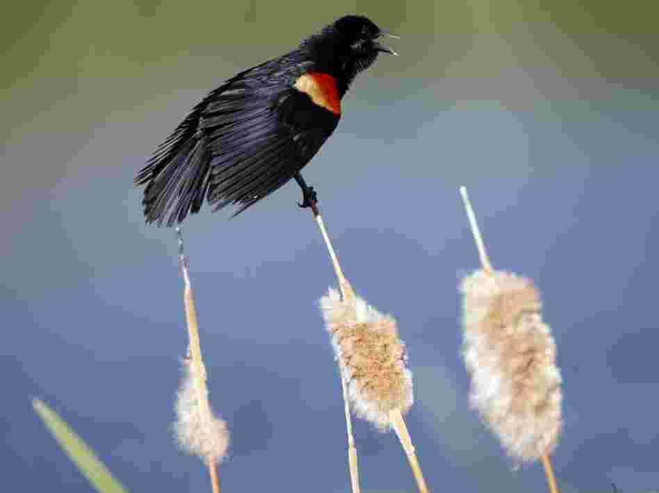 A red-winged blackbird on a cattail.