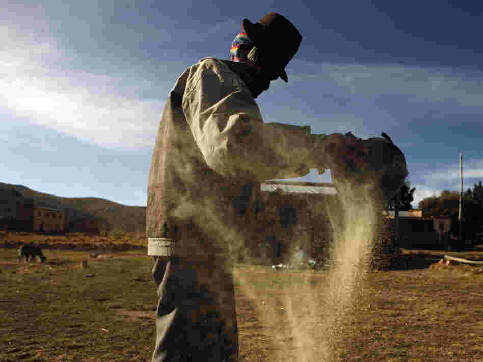 A man cleans quinoa grain in Pacoma, Bolivia. Quinoa's rising popularity in the U.S. has been a boon to some farmers in the semiarid highlands of Bolivia, but there are fears that the rising demand is pushing up prices for the grain, making it unaffordable for many Bolivians.