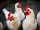 Domestic fowl, like chickens, often are carriers for the new flu viruses that cause human outbreaks. Domestic fowl, like chickens, often are carriers for the new flu viruses that cause human outbreaks.