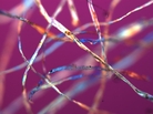 Custom officials look at thread under a microscope to determine whether it's cotton or polyester. Custom officials look at thread under a microscope to determine whether it's cotton or polyester.