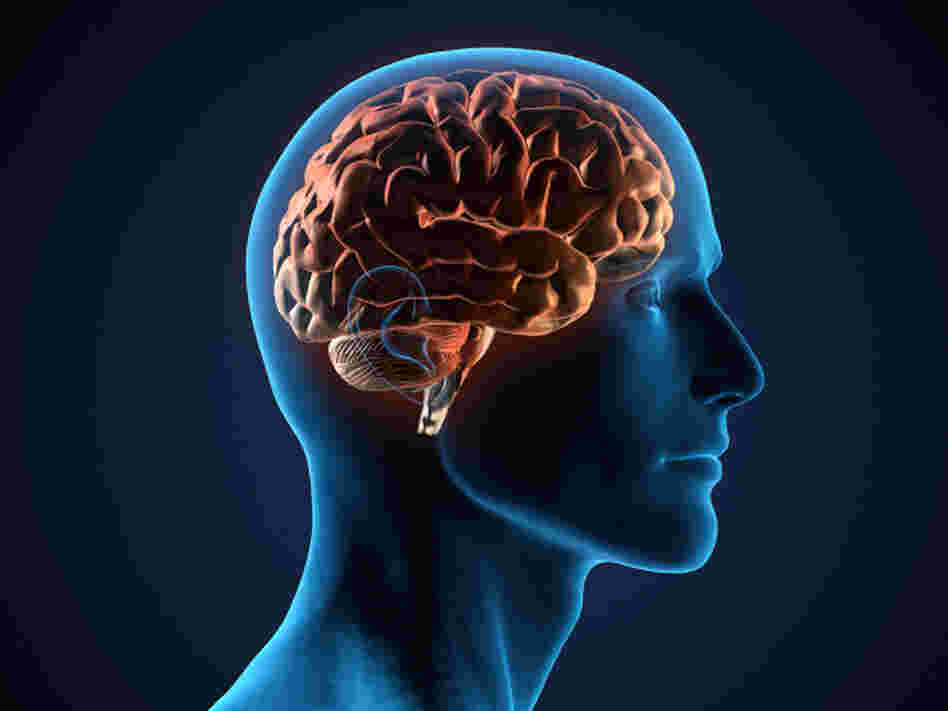 Even basic sensory maps in the brain can be remapped in a matter of months, says neurologist V.S. Ramachandran.