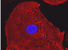 A heart cell derived from human-induced pluripotent stem cells. A heart cell derived from human-induced pluripotent stem cells.